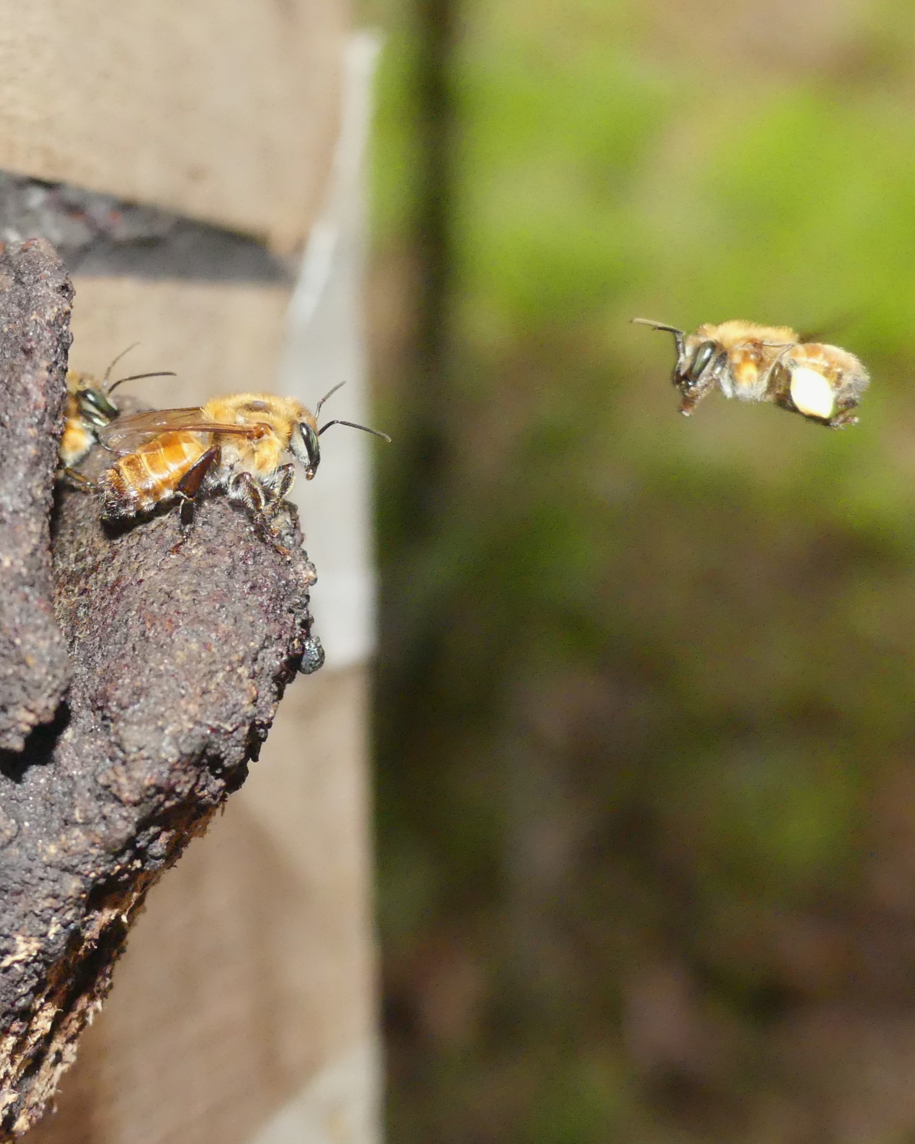 Stingless bees